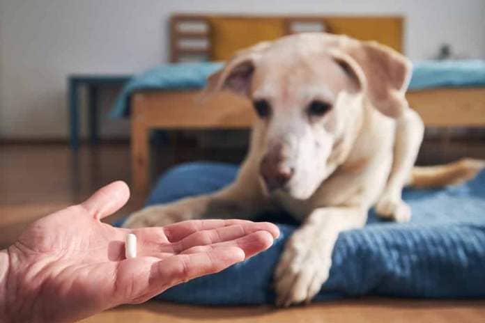 Man is holding in hand pill for ill dog. Pet owner giving medicine to his old labrador retriever.