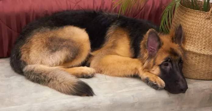 King Shepherd puppy sleeping on the cold floor near the bed.