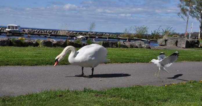 A swan stands on a sidewalk in front of a boat harbor and a seagull lands behind them. 