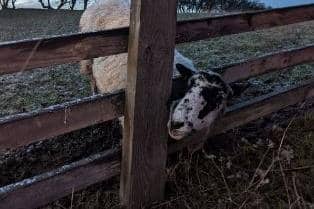 An RSPCA rescuer demonstrated some neat carpentry skills as she rescued a sheep stuck in a fence in January. The ewe was trapped by its head in the wooden livestock fence on remote grazing land in County Durham. Had the animal not been spotted by a passing lorry driver it was likely she would have starved to death.