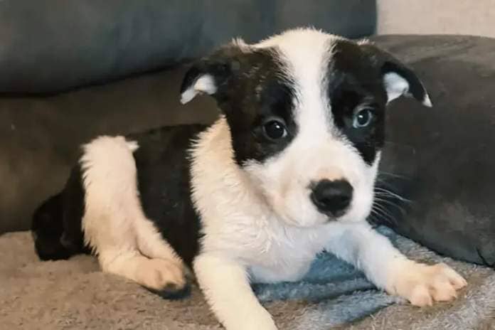 Sandy, Sadie and Sam are our beautiful 12 week old Staffie x Collie pups. This small litter consists of two females and one male. These pups still have a lot to learn but have made great progress socially - loving play time and cuddles.
