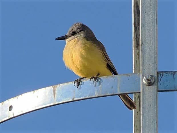 A Tropical Kingbird found in late fall frequenting a farm...