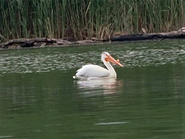 American White Pelican. Courtesy of Russ Hoffman