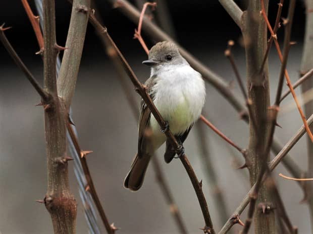 An Ash-throated Flycatcher found along the Schuylkill River Trail near...