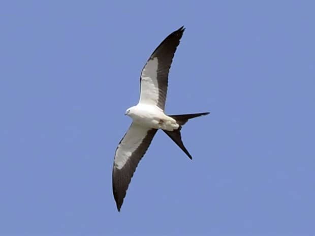Swallow-tailed Kite. Courtesy of Russ Hoffman