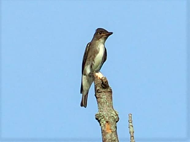 Olive-sided Flycatcher. Courtesy of Russ Hoffman