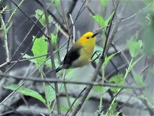 Prothonotary Warbler. Courtesy of Russ Hoffman