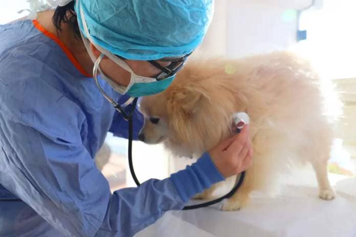 A young  Veterinarian  provides treatment and care for a small Pomeranian,