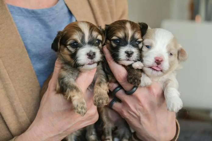 A person holding three small puppies.