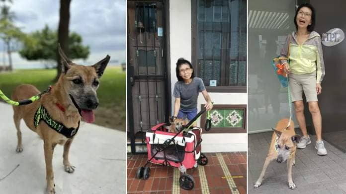 Tan Say Hoe with her dog, Cadi (Photos: Tan Say Hoe) 