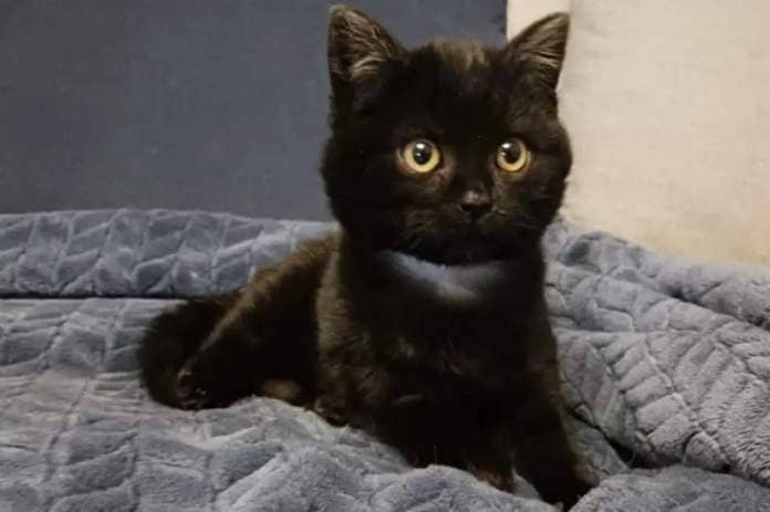 Ebony the kitten <i>(Image: Yorkshire Cat Rescue)</i>