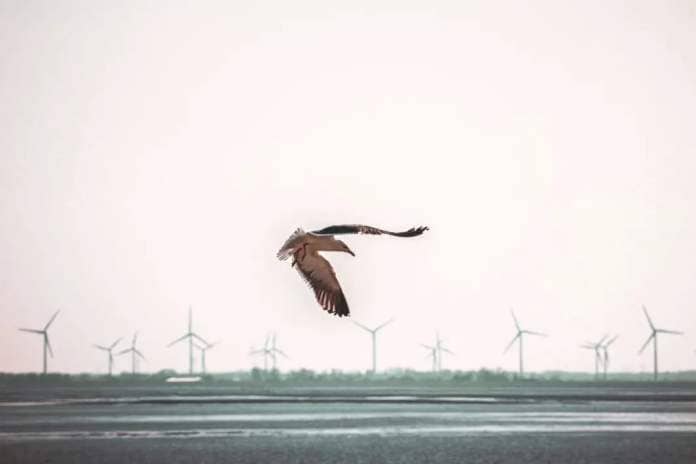 bird friendly wind turbines