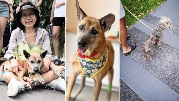 Tan Say Hoe with her adopted 17-year-old dog, Cadi (left and middle) and Timmy, an adopted dog with heart and kidney failure (Photos: Tan Say Hoe and Irene Toh)