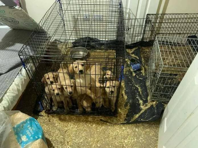 Nine of the puppies held in a small cage.