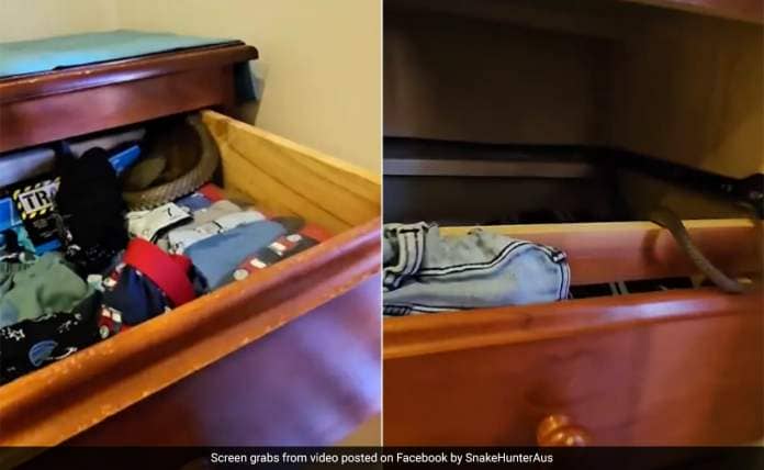 Watch: Australian Woman Finds World's Second-Most Venomous Snake In Daughter's Drawer