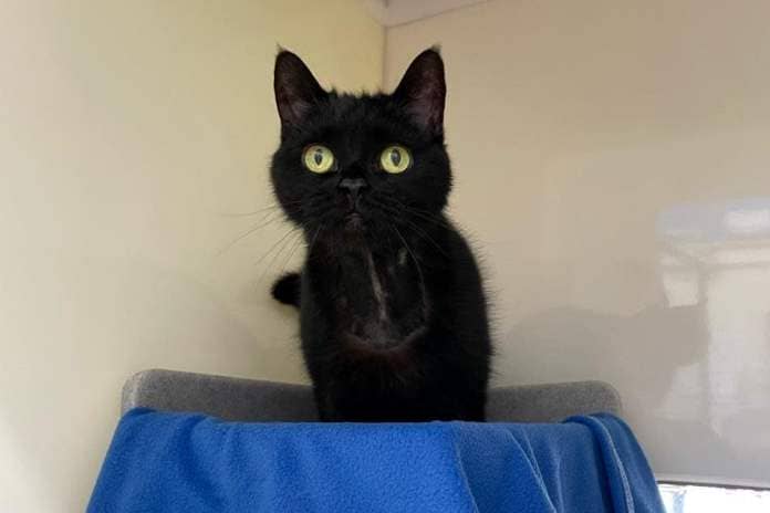 Sweetpea was dumped at a Derbyshire tip. (Photo: Cats Protection)