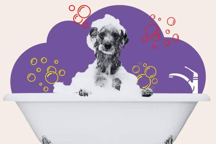 Dog ‘Obsessed’ With Taking Baths Viral Video 