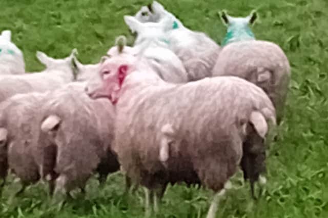 The dog chased and attacked the flock, seriously injuring five ewes and one ram (Credit: Cuerden Valley Park)