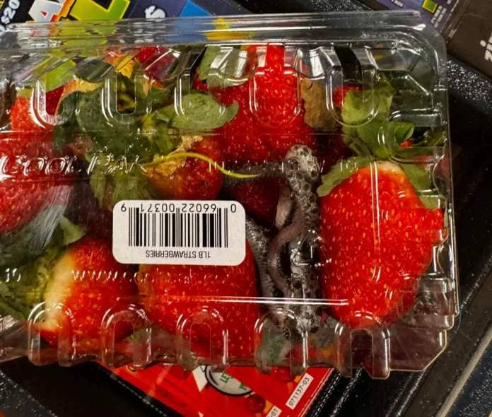 BEN KAHLER / WINNIPEG FREE PRESS
                                A Winnipeg man found a dead snake in a carton of strawberries at Safeway on Saturday.