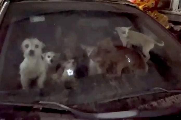 <p>NBC 10 WJAR/YouTube</p> Over 60 chihuahuas were rescued from two cars