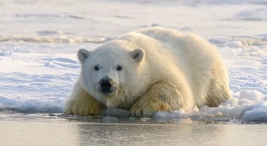 Polar Bear Dies As Bird Flu Strain H5N1 Sweeps Across the Globe