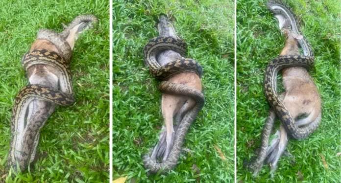 Three pictures show a scrub python wrapped around a wallaby.