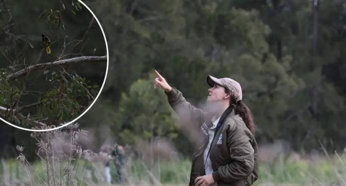 Background - a staff member from Taronga Zoo pointing in the air. There is bushland in the background. Inset - a Regent honeyeater in the wild after the bird was released.
