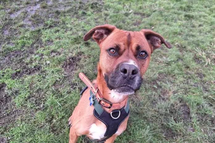 Two-year-old Boxer Rocky has been looked after by the centre since being abandoned by his previous owner. He was left to go hungry and sadly lost lots of weight, but has since enjoyed treats and tasty meals. He'd suit a family who can cope with his strength and continue his training. He would need to be the only dog in the home.