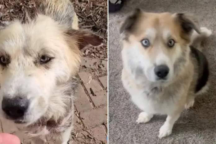 Dog before and after