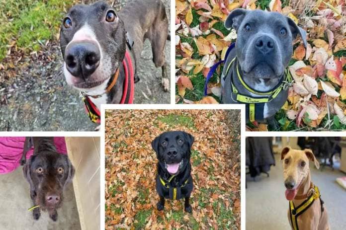 Check out these five adorable dogs in need of a forever home, including a poodle, a lurcher and a Labrador. <i>(Image: Dogs Trust)</i>