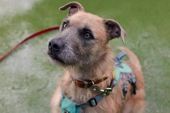 Dogs Trust Shoreham is urging anyone with a ‘dog-shaped hole in their life’ to consider adopting one of the Lurchers in their care. (Photo: DT)