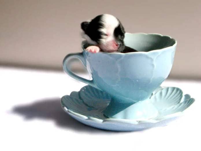 A teacup puppy in a blue teacup with eyes closed