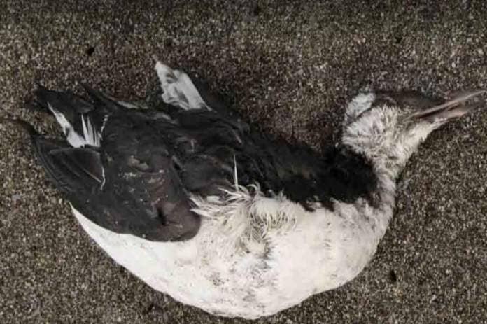 Dead birds were found along the Pembrokeshire coastline back in July. <i>(Image: Western Telegraph)</i>