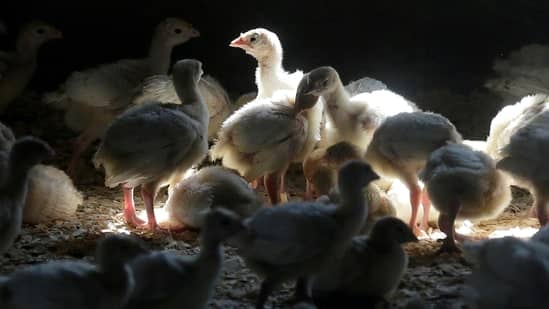 The avian flu season traditionally begins each October as migratory birds shed infected droppings or saliva while leaving cool areas of the Northern Hemisphere.(AP)