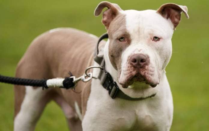 Riz, an XL bully, demonstrating in September against his breed being outlawed following fatal attacks on humans and other dogs