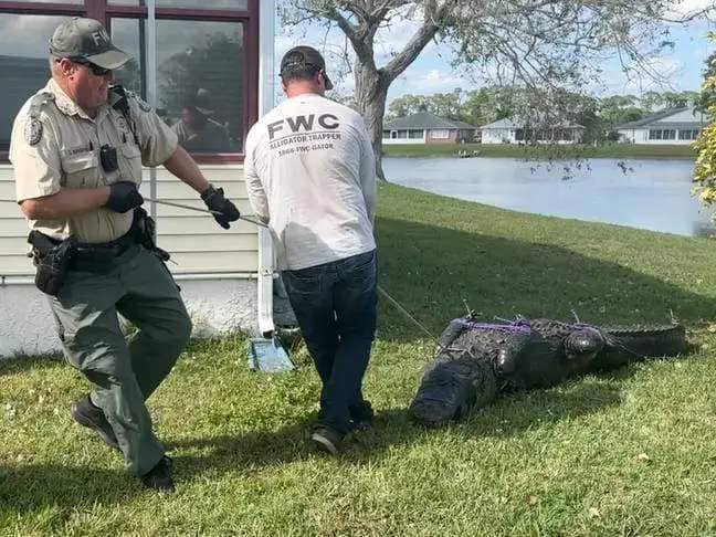 The alligator was later captured. Credit: St. Lucie County Sheriff's Office
