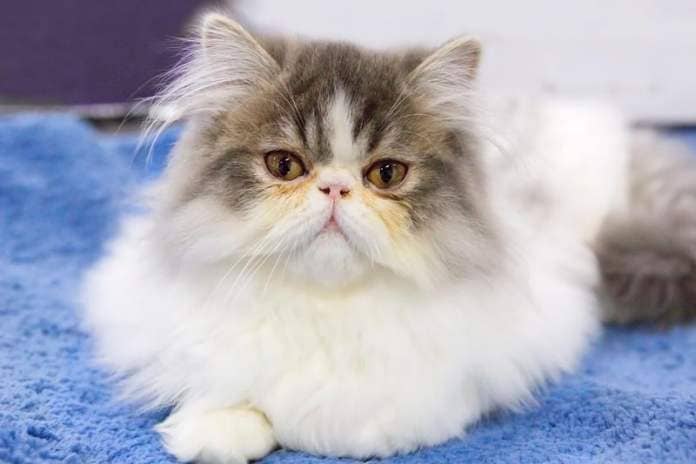 Fluffy, friendly and loving, the Persian cat breed is likely to get along with other cats in the home due to its laid-back attitude.