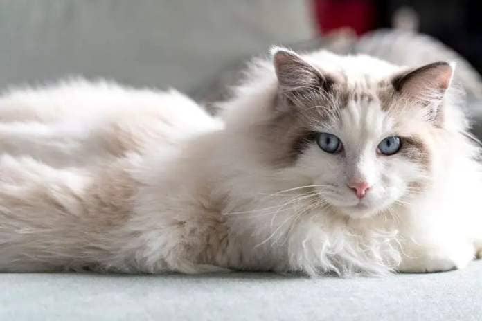 The Ragdoll is one cat breed that mirrors the behaviour of a dog very closely, with its loyal submissive nature. The Ragdoll loves to give you attention when get home and are more than happy to sit on your lap.