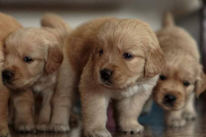What's true for the Labrador Retriever tends to also be true of its close cousin the Golden Retriever - including the risk of biting. An affectionate nibble is the worst you tend to expect from this loving and sociable breed.