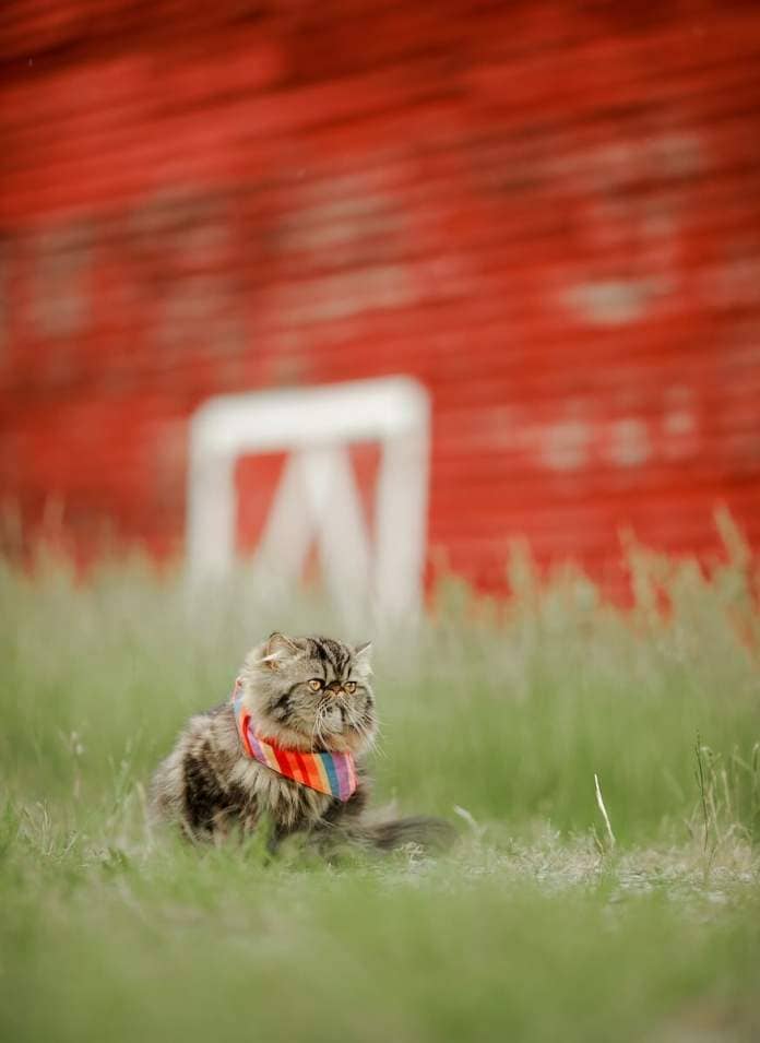 a cat sitting in the grass in front of a red barn photo by Reba Spike on Unsplash