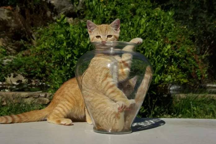 An orange cat appears to be stuck inside a jar.