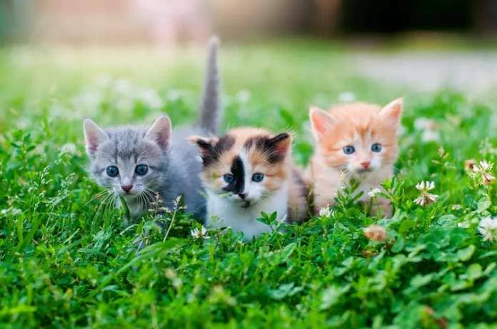 Three kittens - one orange, one grey and one calico - frolic in grass.