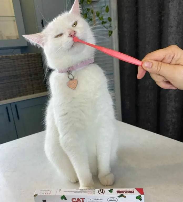 Person brushing white cat teeth