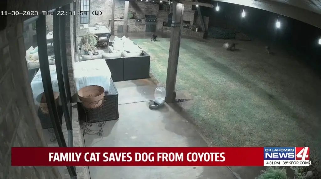 Incredible video shows family cat save dog from coyote attack