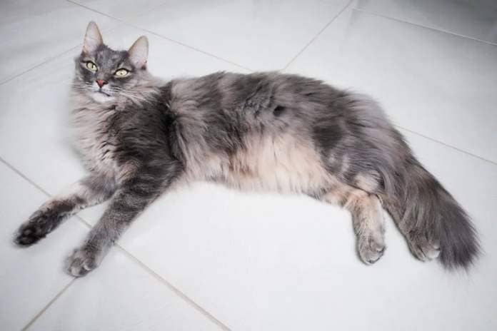 Large Maine coon cat 