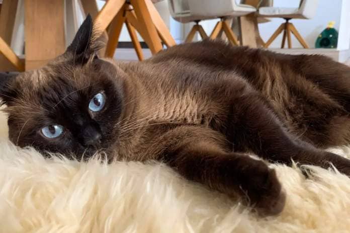 Siamese cat resting on a rug