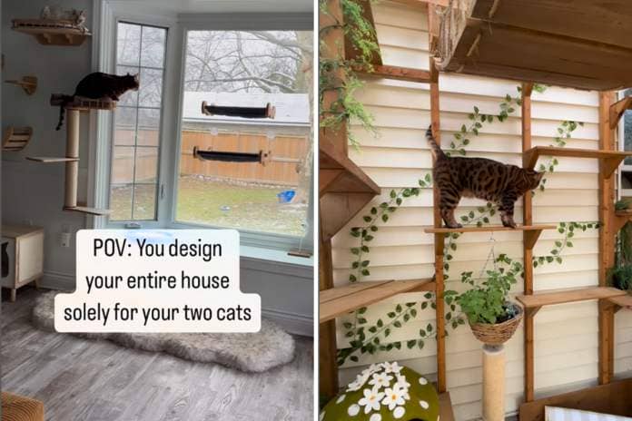 woman designs home for cats entirely