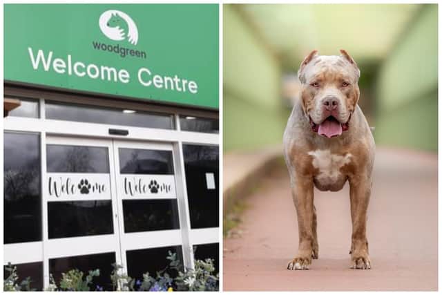 Woodgreen Pets Charity has received more than 160 enquiries from concerned XL Bully dog owners since September of 2023 (image: Adobe)