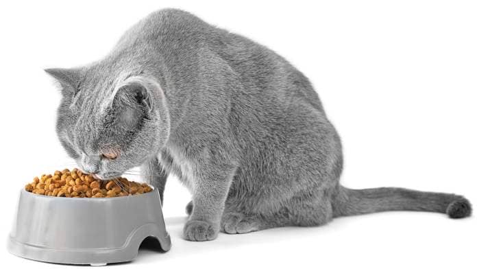 Cat eating cat-centric nutrition