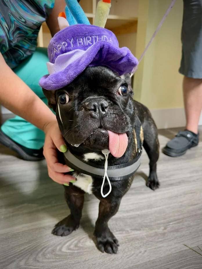 French bulldog wearing a purple birthday hat